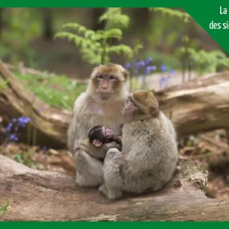 公寓 Le Bottier Alsacien 塞莱斯塔